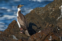 BIGUA VIENTRE BLANCO (Leucocarbo atriceps)